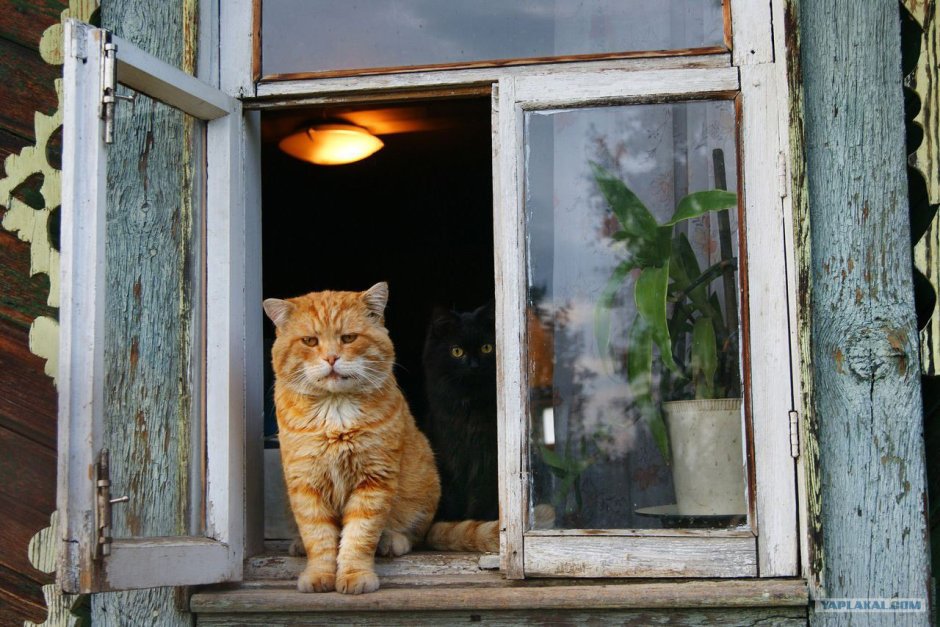 Деревенская кошка