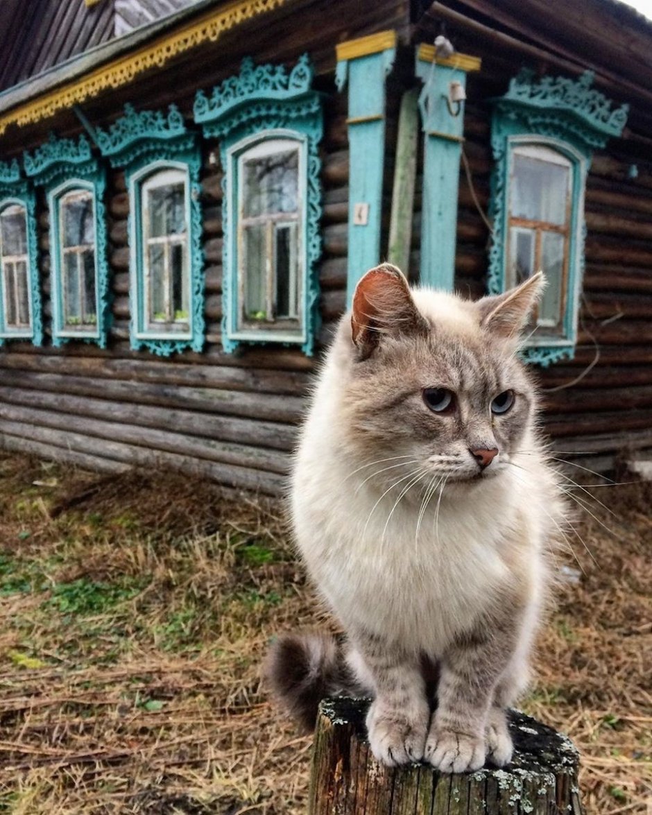 Деревенские коты и кошки