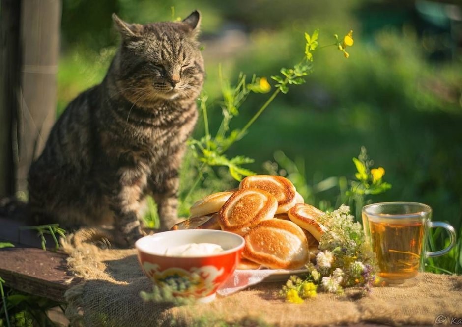 Кошка на окне