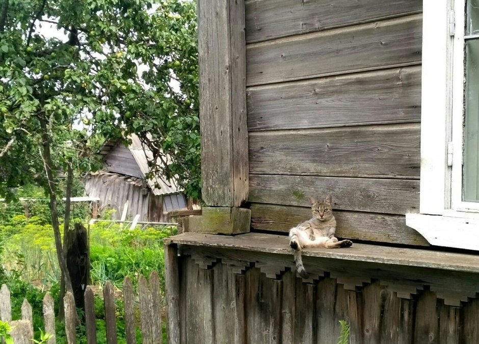 Кот в деревне Эстетика