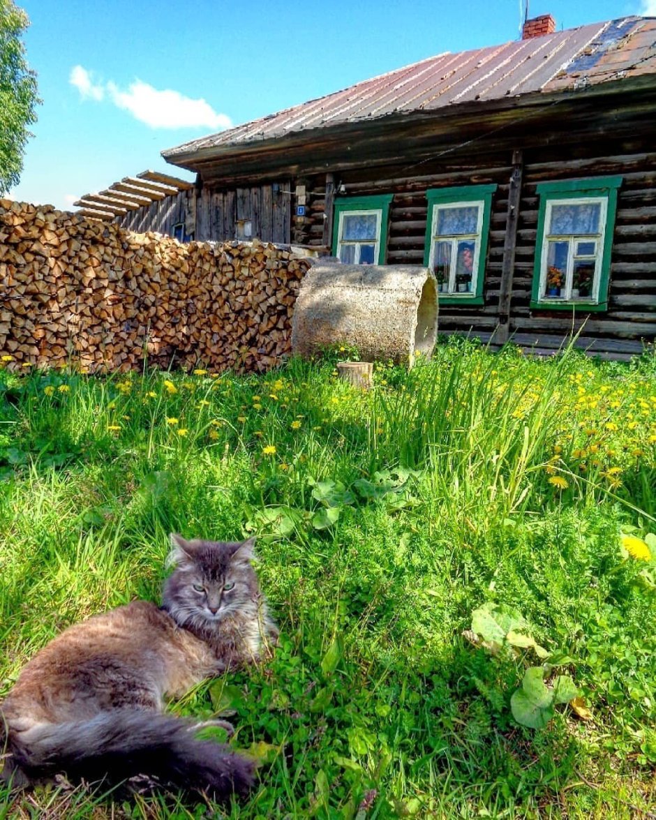 Питомцы на даче