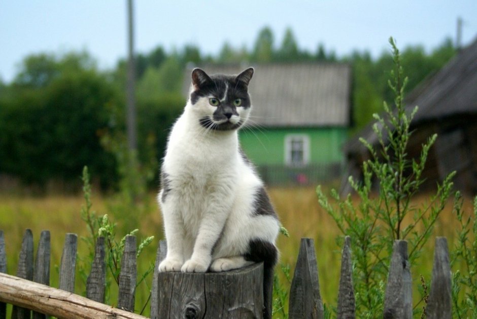 Коты художницы Татьяны Родионовой