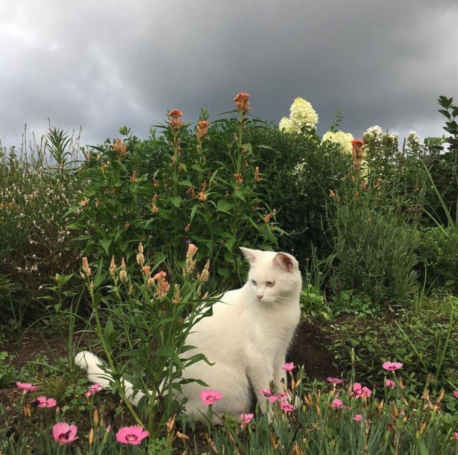 Котята Деревенские