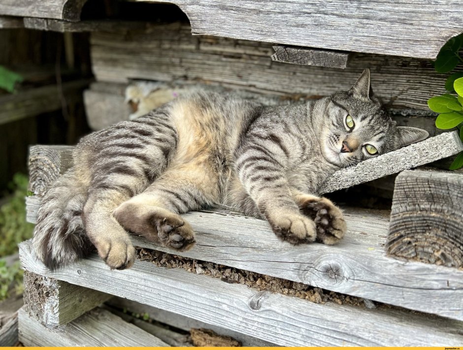 3 Кота демотиватор 46
