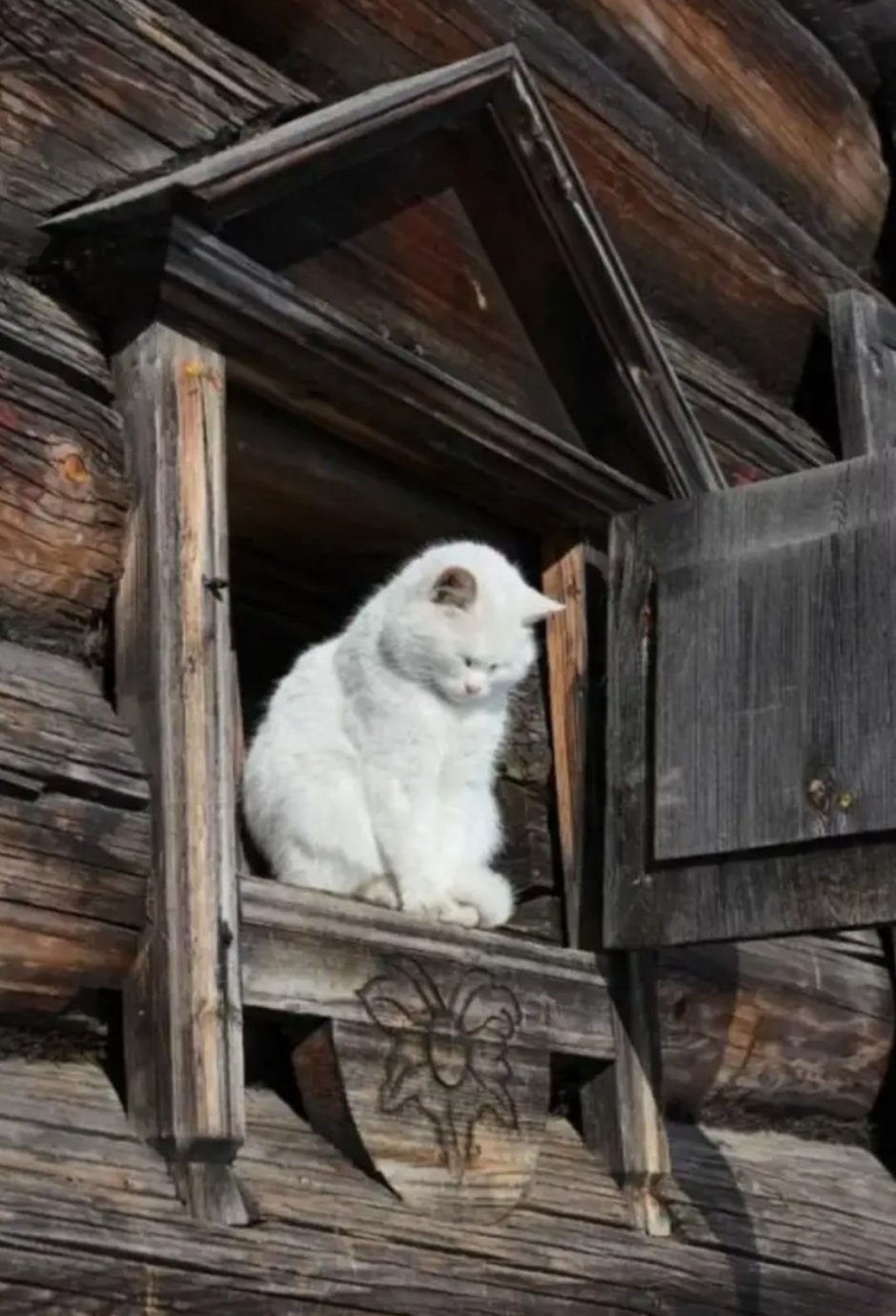 Кошка в деревне