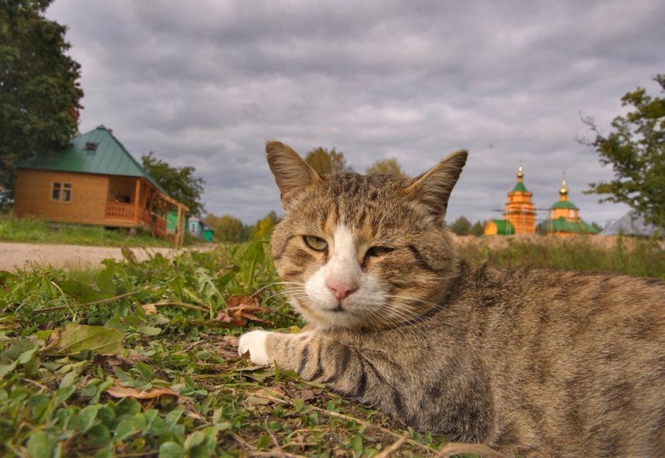 Деревенский кот на заборе