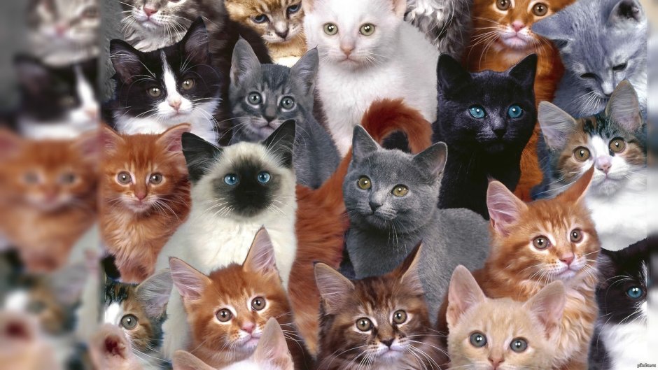 Много котят