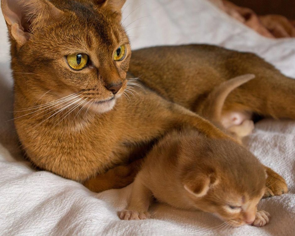 Окрасы домашних кошек
