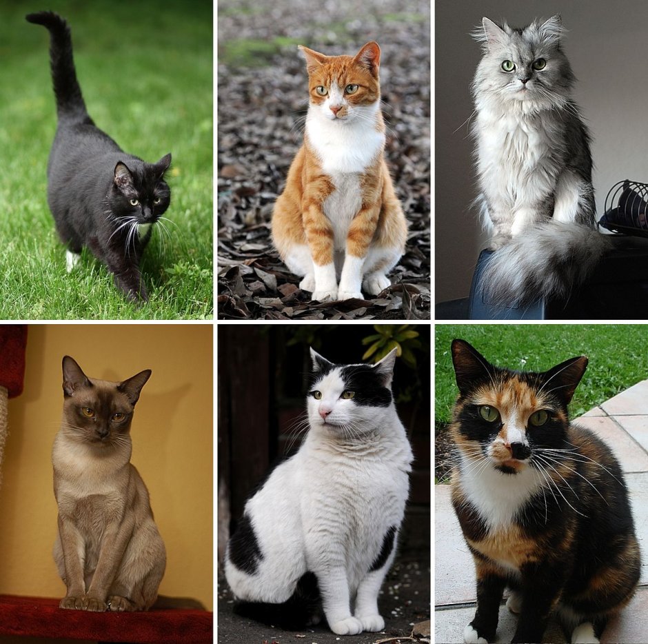 Расцветки кошек