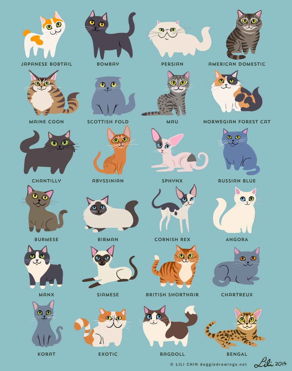 Кошки бывают разные