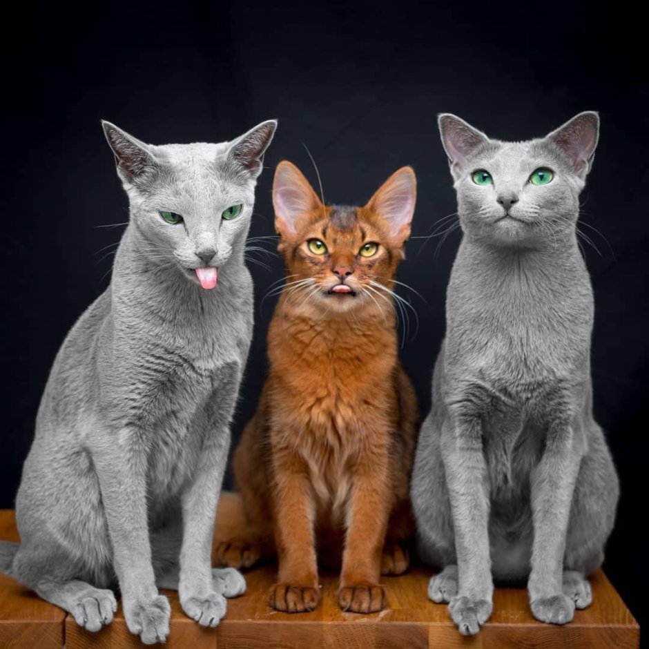 Разные кошки