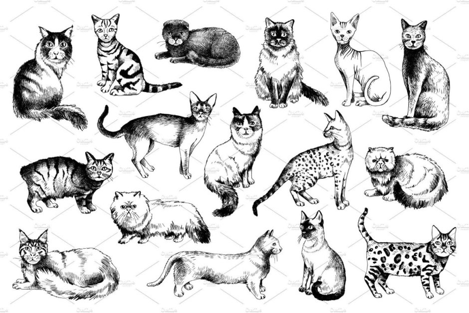 Кошки разные породы иллюстрации