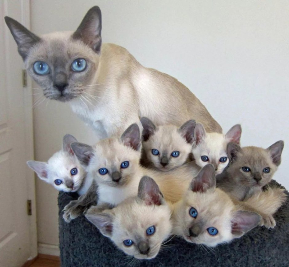 Кошки разных цветов