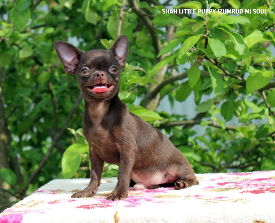 Chiwawa Chocolate Tall Pointy Ears