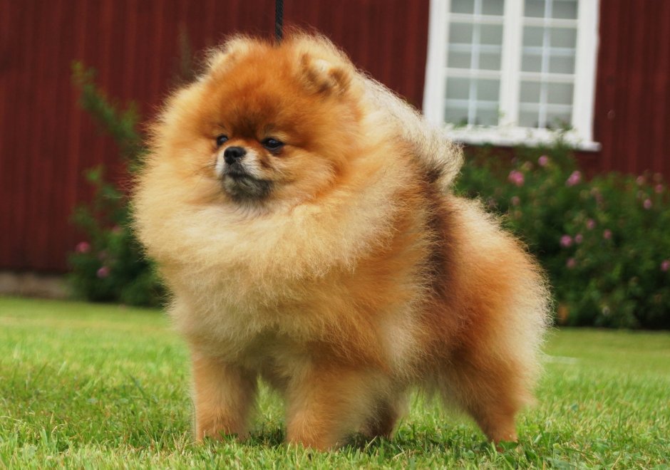 Pomeranian memes