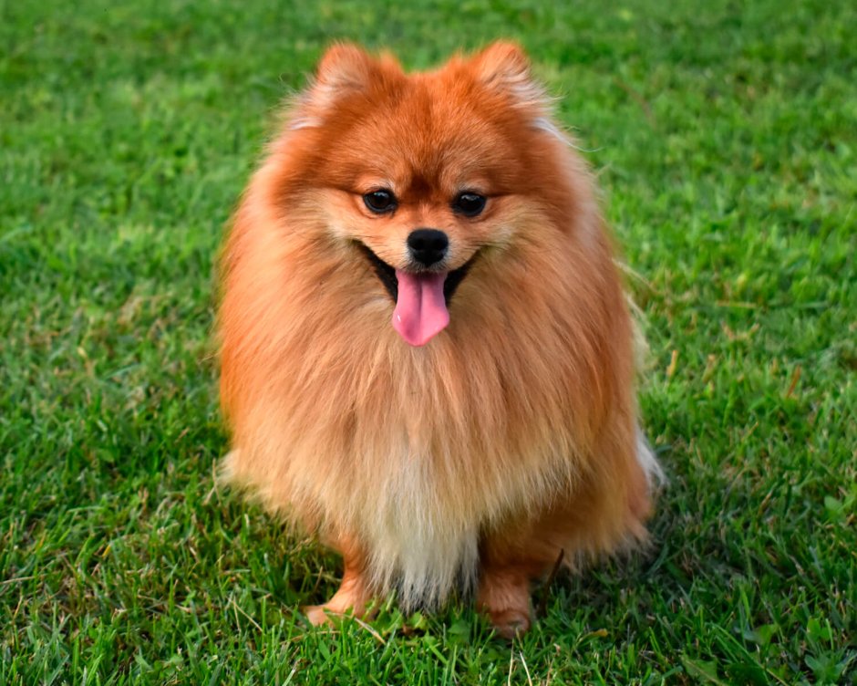 Pomeranian Orange-Fawn