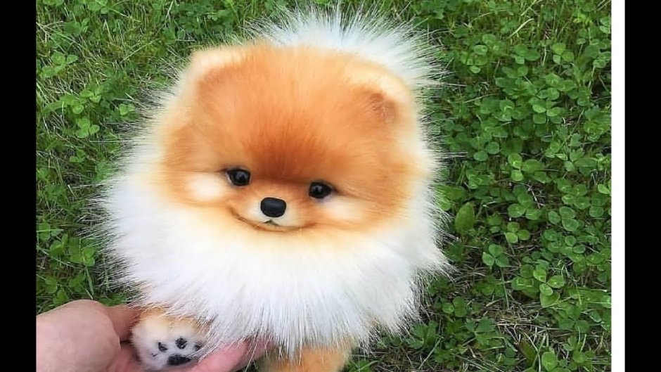Рыжий подпалый шпиц
