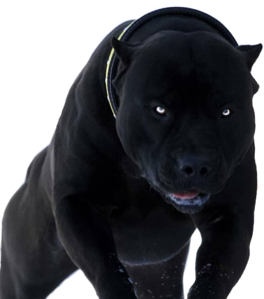 Пушистая собака чау-чау