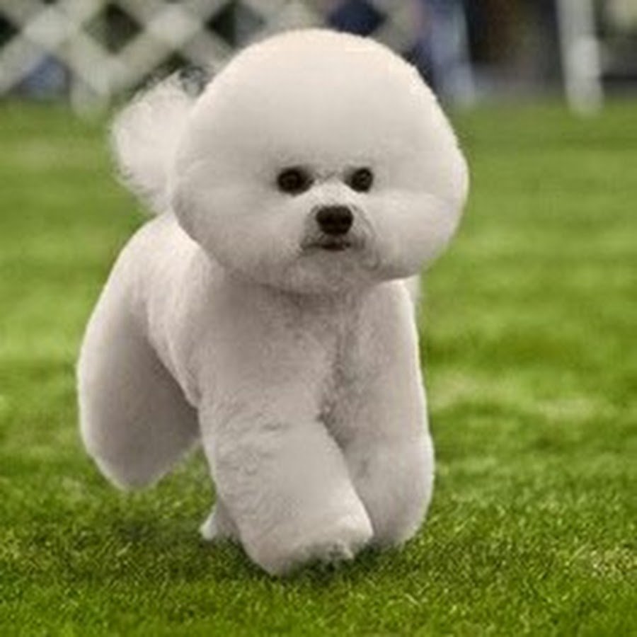 Померанский шпиц злится