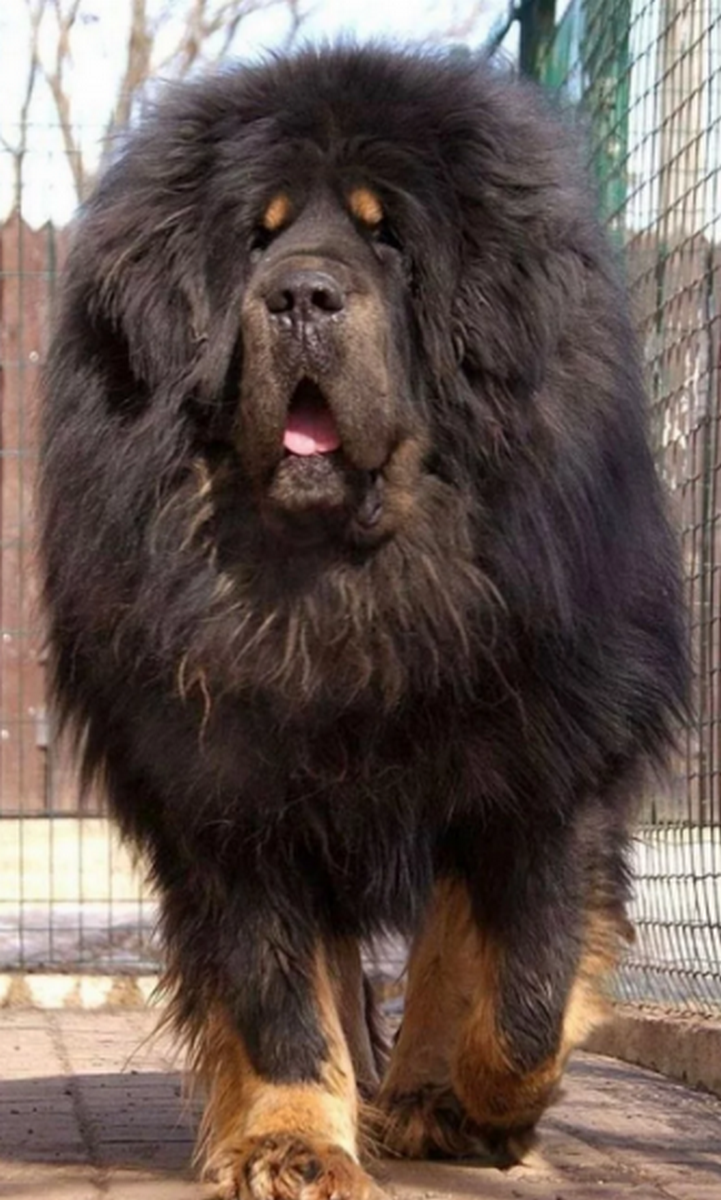 Австралийский пудель нори