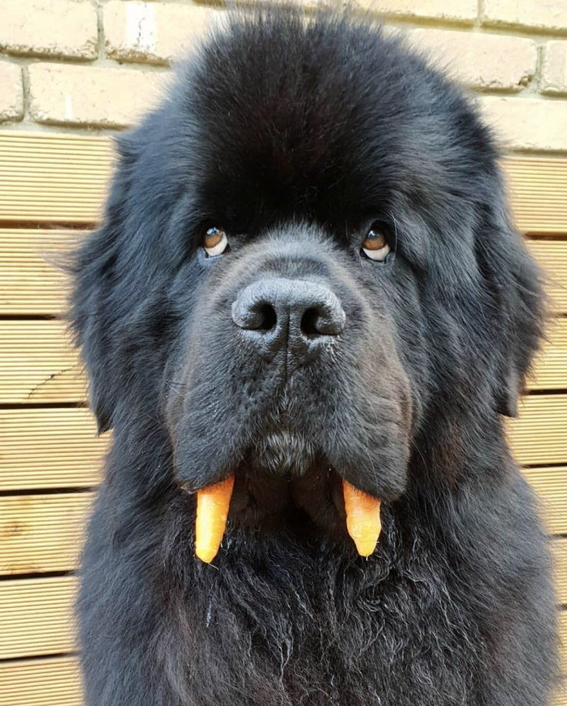 Тибетский мастиф слюнявый