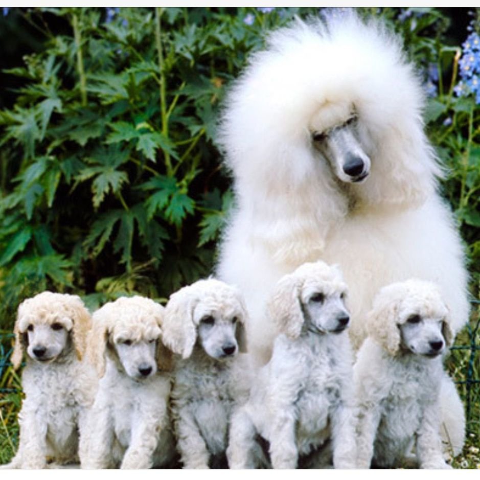 Командор Бедлингтон-терьер