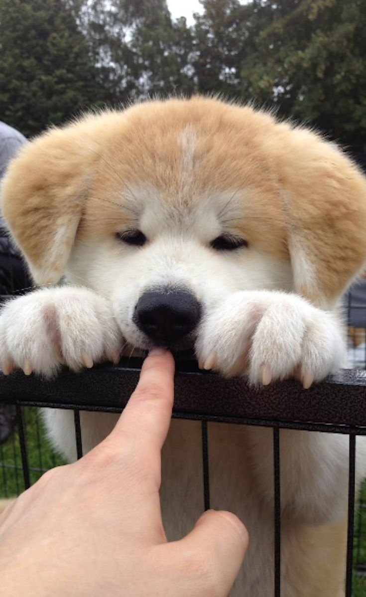 Карликовый далматинец