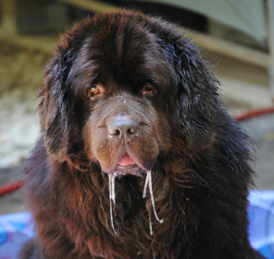 Тибетский мастиф