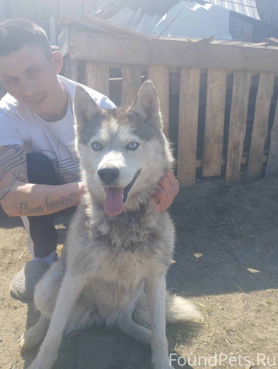 Исполинский бульдог