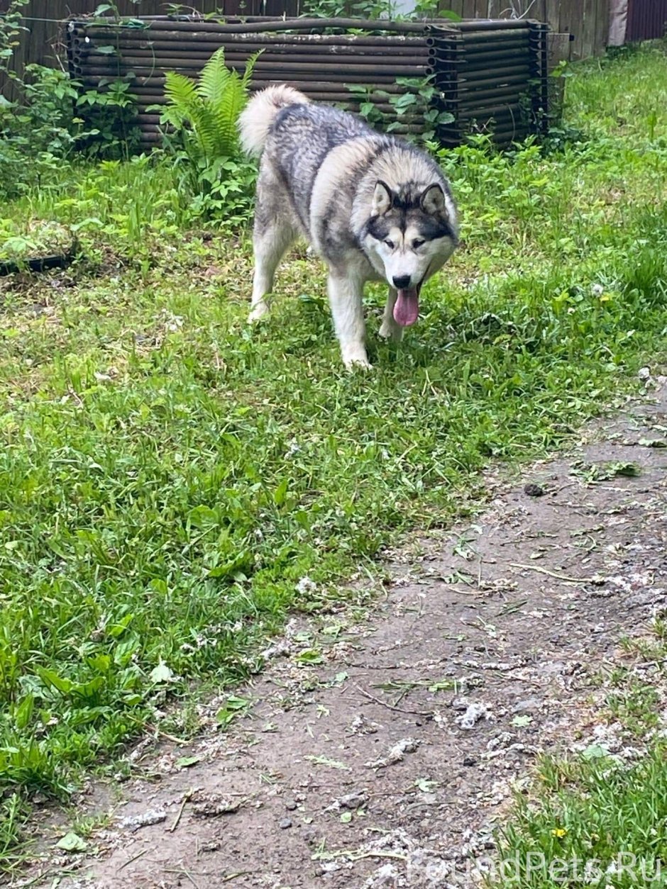 Ксолоитцкуинтли Анубиса Анубис
