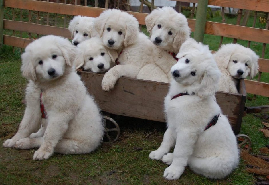 Ирландский мягкошерстный черный терьер