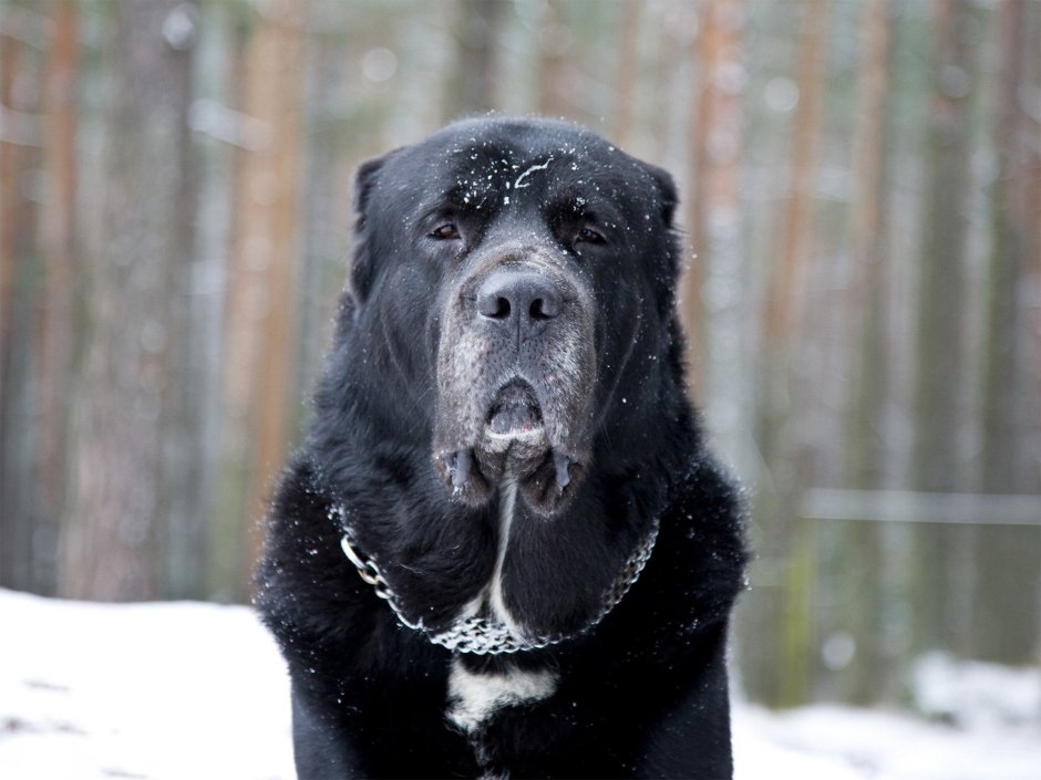 Большая Пиренейская собака