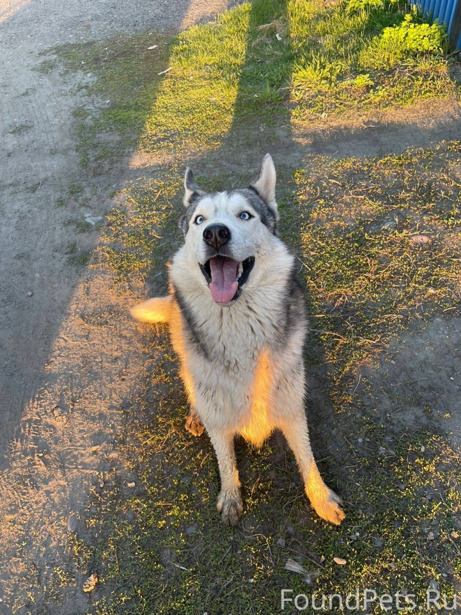 Кане Корсо слюни