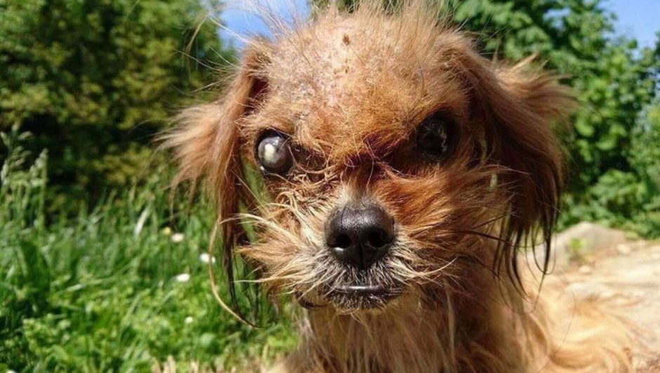 Чихуахуа Милли из Пуэрто-Рико