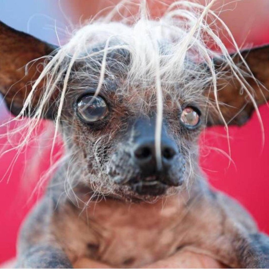 Бишон фризе