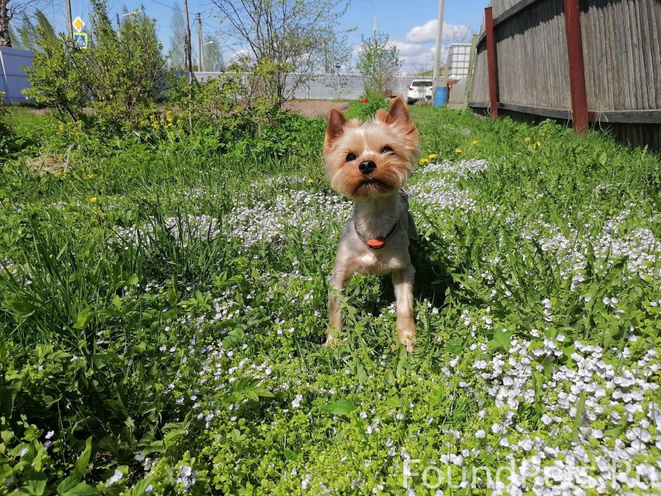 Ньюфаундленд порода