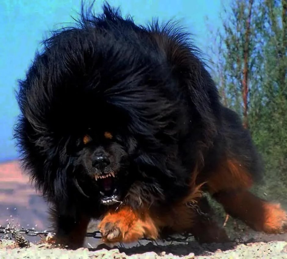 Бультерьер Эволюция породы