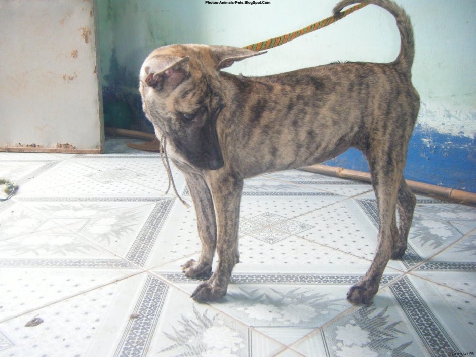 Самый толстый Мопс в мире