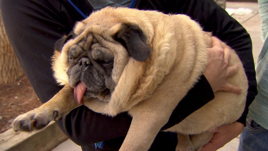 Среднеазиатская овчарка алабай