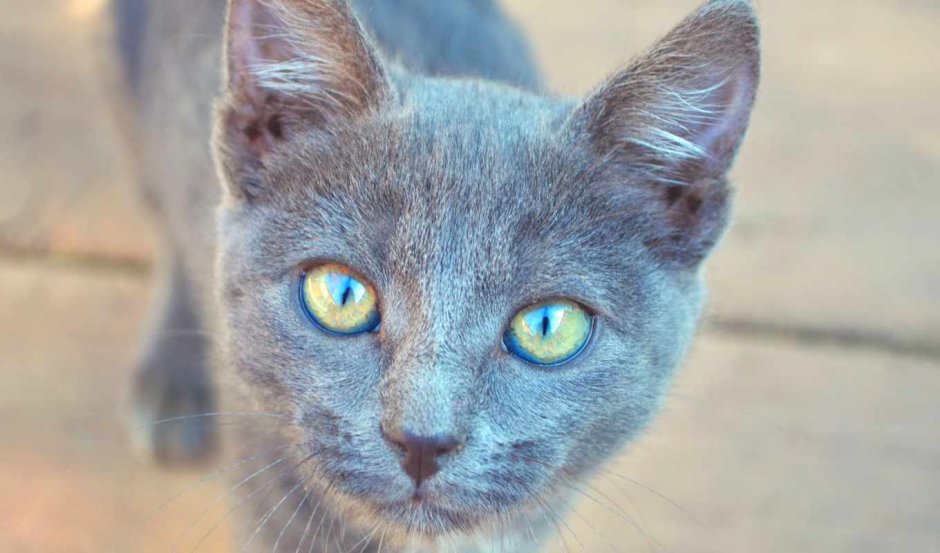 Голубоглазая кошка