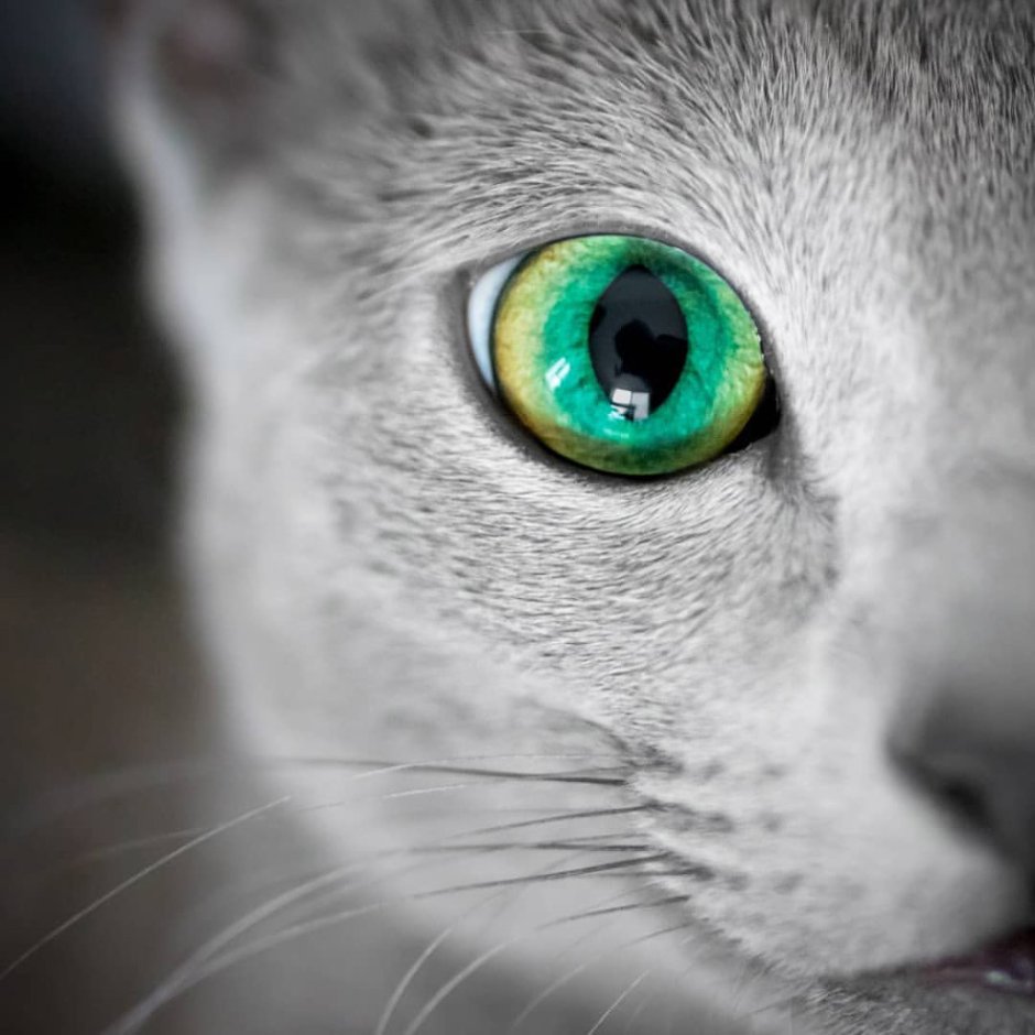 Коты Воители Воробей