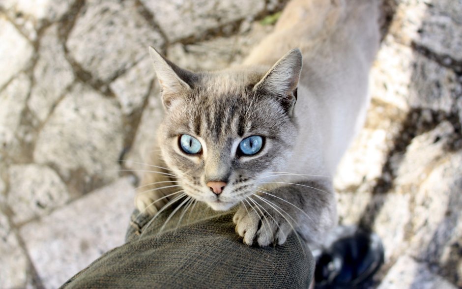 Кошки с глупыми глазами