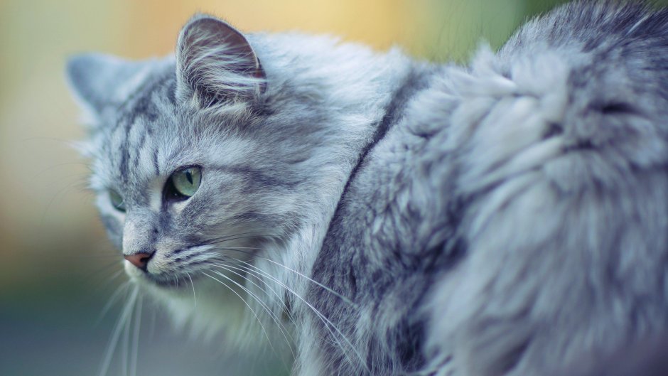Кошка с зелеными глазами