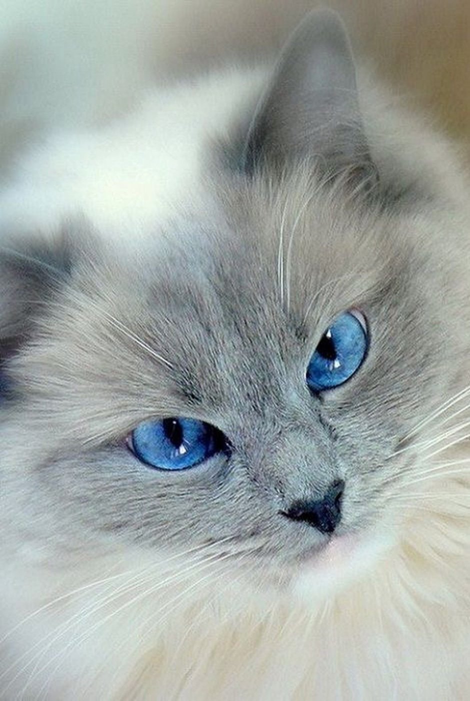 Котик с голубыми глазами