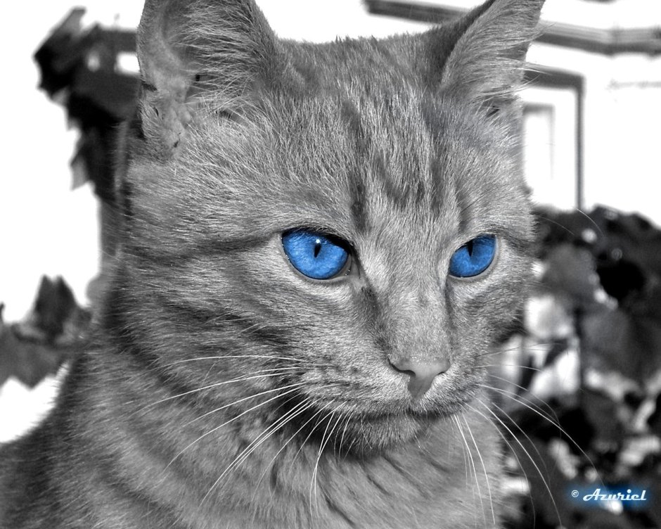 Кошка белая