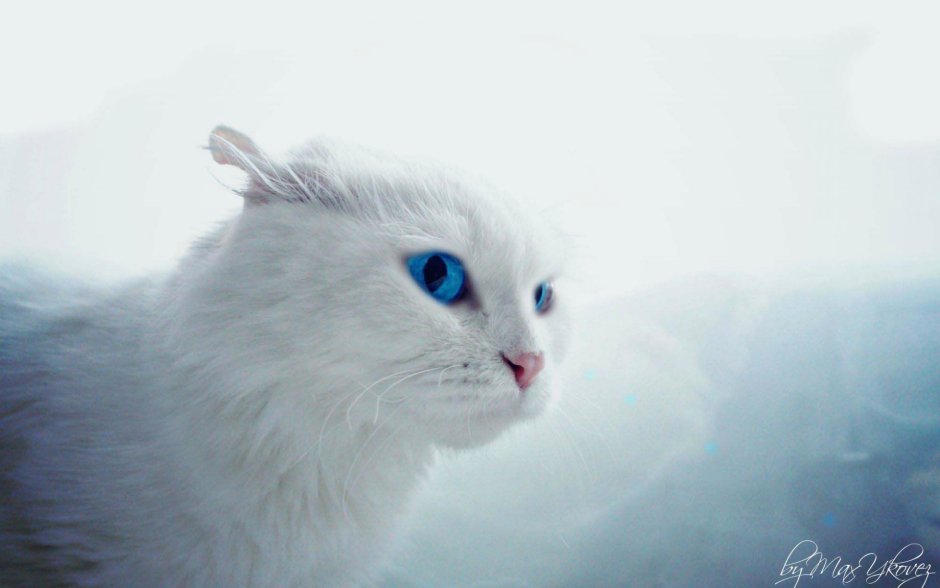 Голубой кот