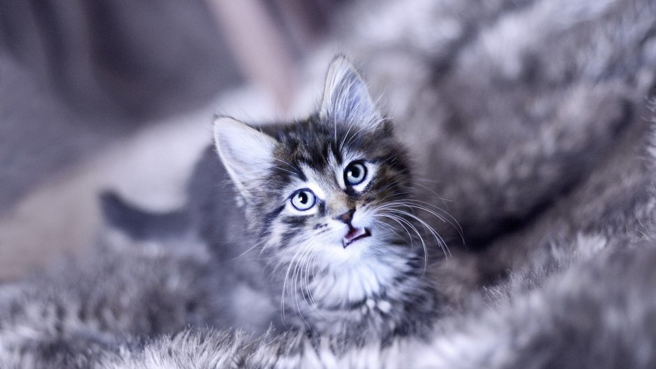 Сибирский голубая кошка короткошерстная