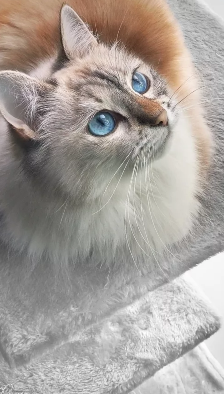 Красивый серый кот