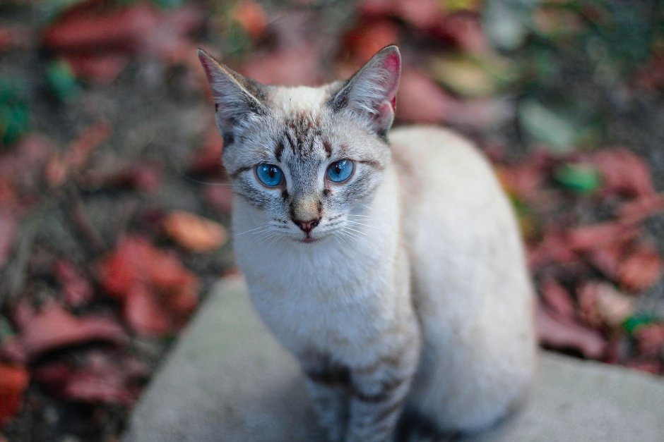 Коты Воители белый кот с голубыми глазами