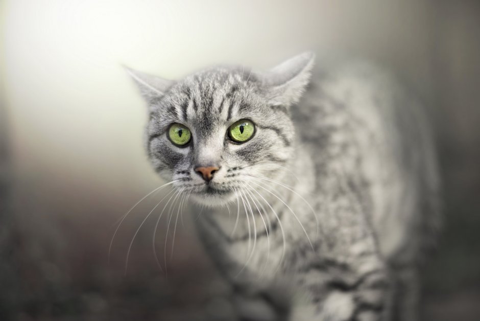 Кошка совершенство